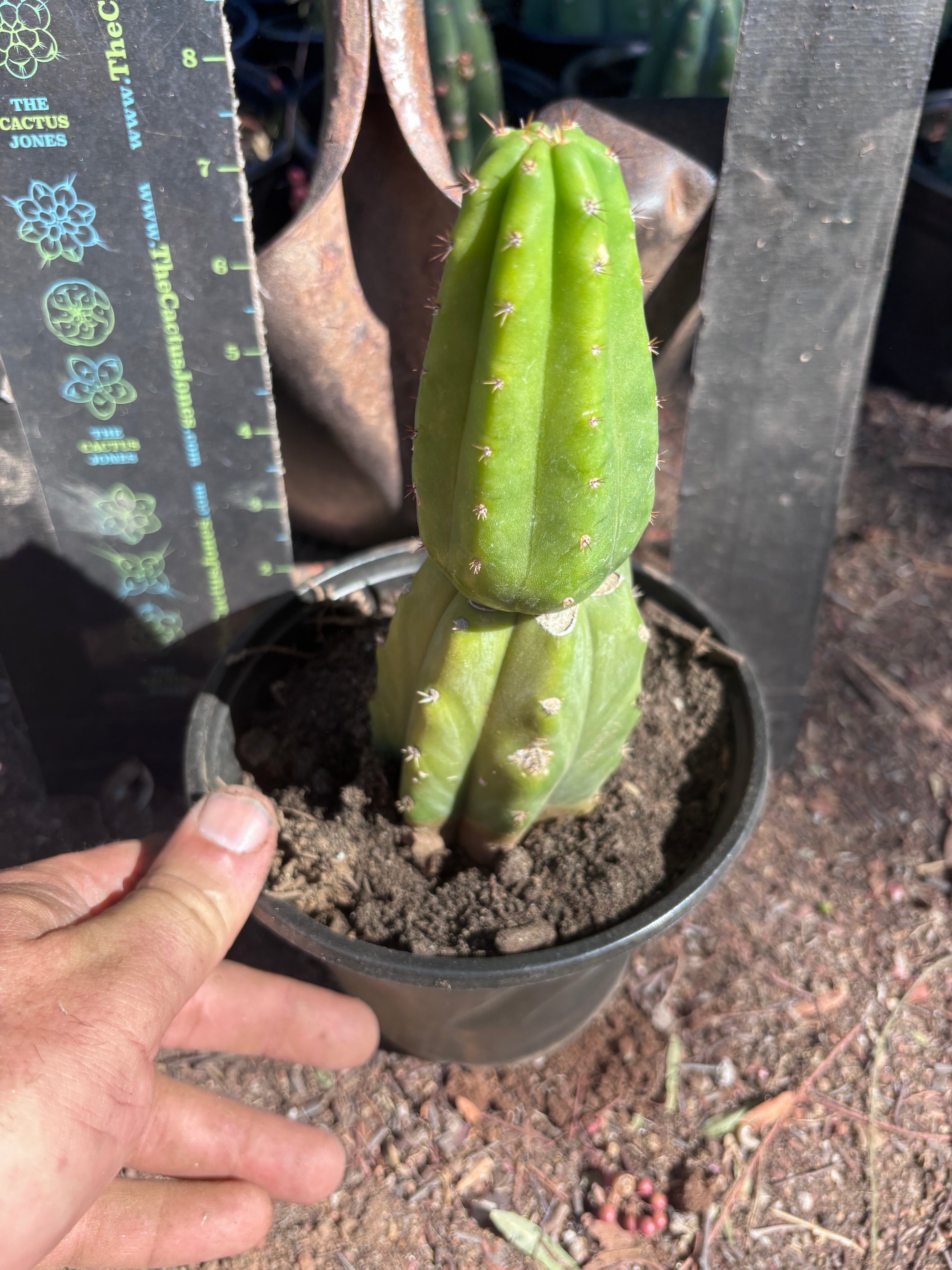 👑🌶️🌶️ KR04 — Another Rooted Slab Graft w/ Pup