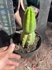 👑🌶️🌶️ KR04 — Another Rooted Slab Graft w/ Pup