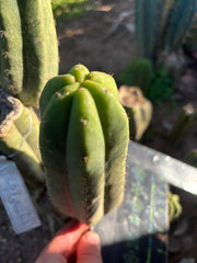 👑🌶️ Genesis — 8” Pup