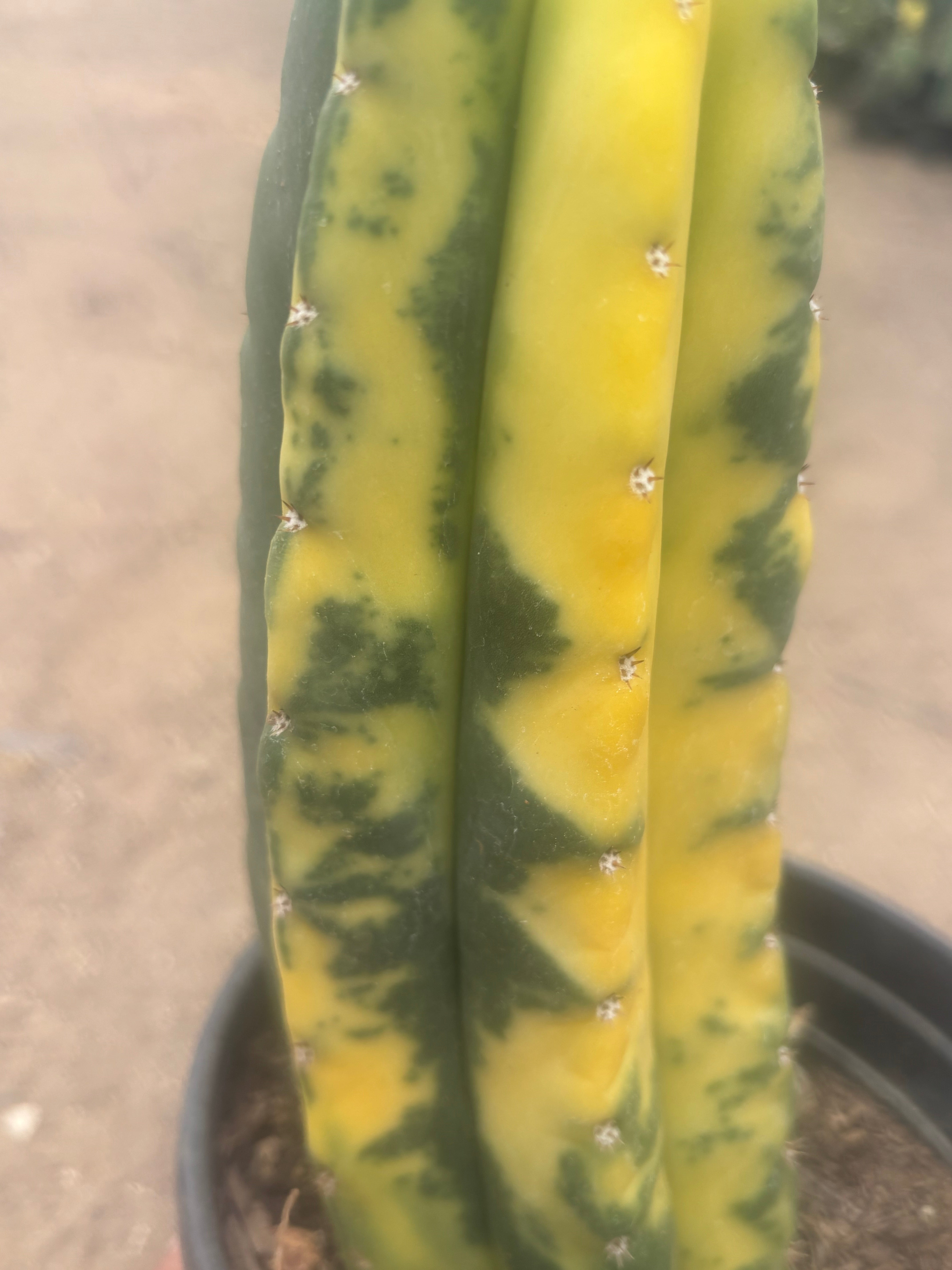 💎🔰💎💎 FVV3  — Fully Rooted 8” Pup