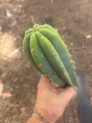 👑🌶️🌶️ Landfill — 11” Tip
