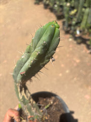 👑🌶️🌶️ Dulzura — Fully Rooted 14”