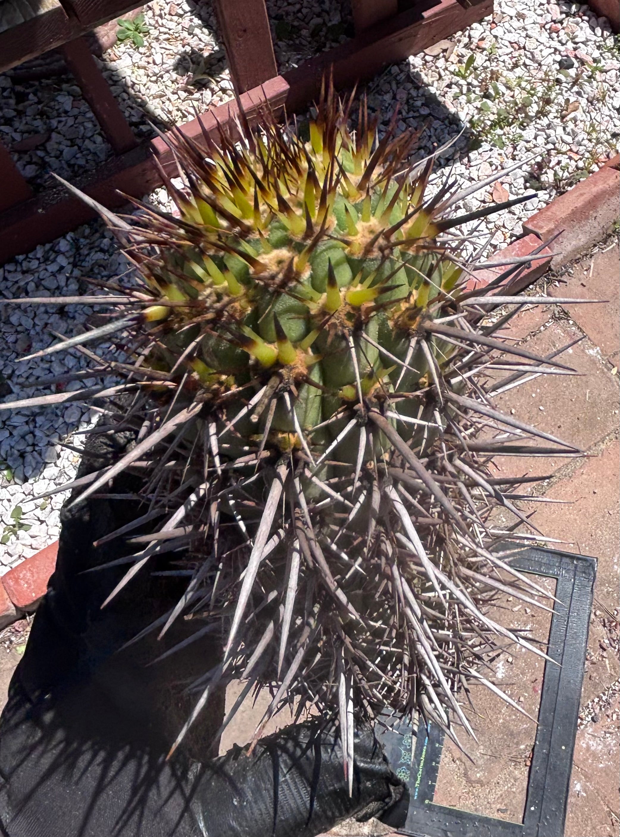 💎👑💎 T. Coquimbanus — 10” Tip #2