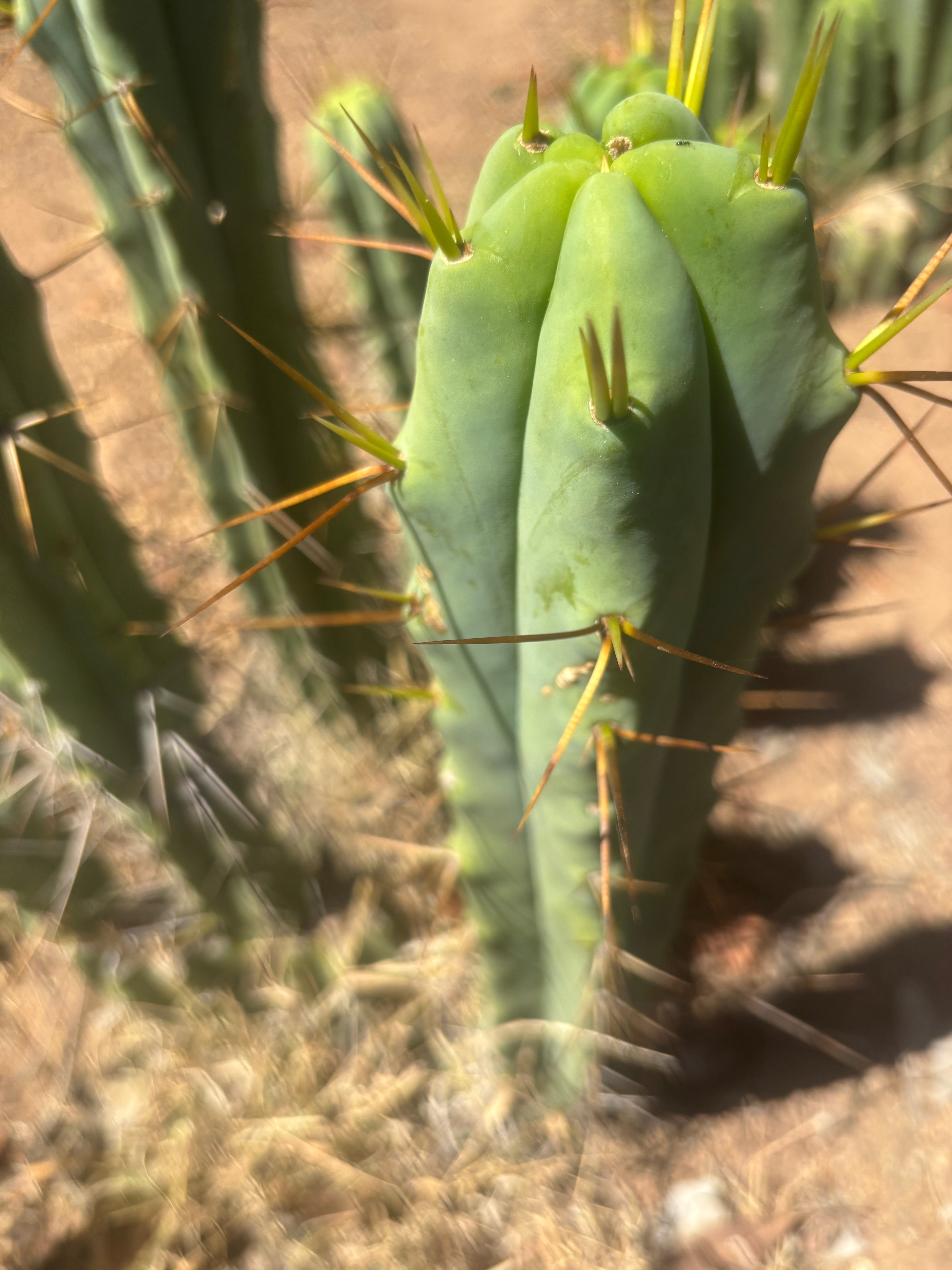 👑🌶️ Medicine Man — 14” Tip