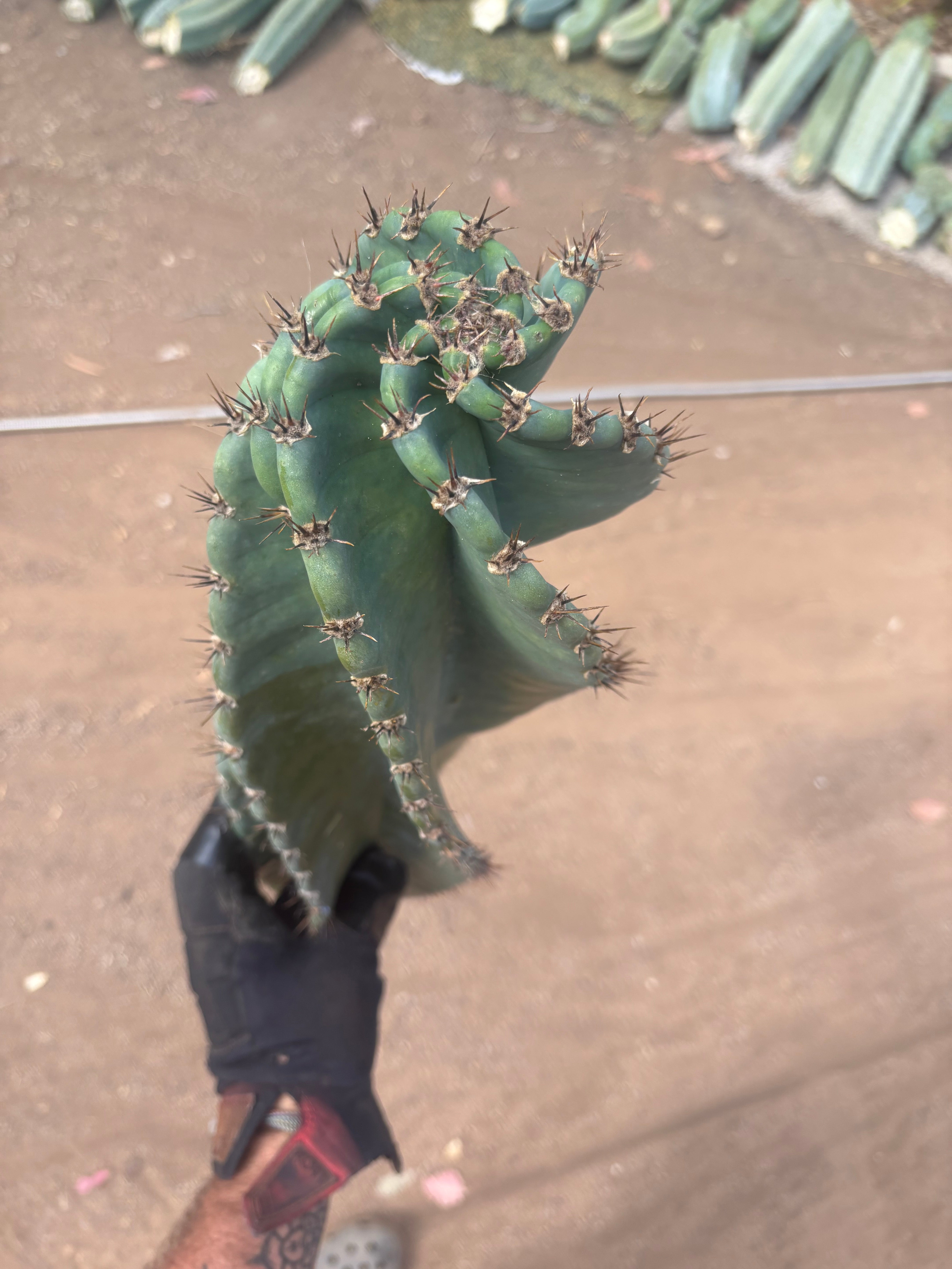 💎🌀 A Cereus Tornado  — XXL 21” Pup