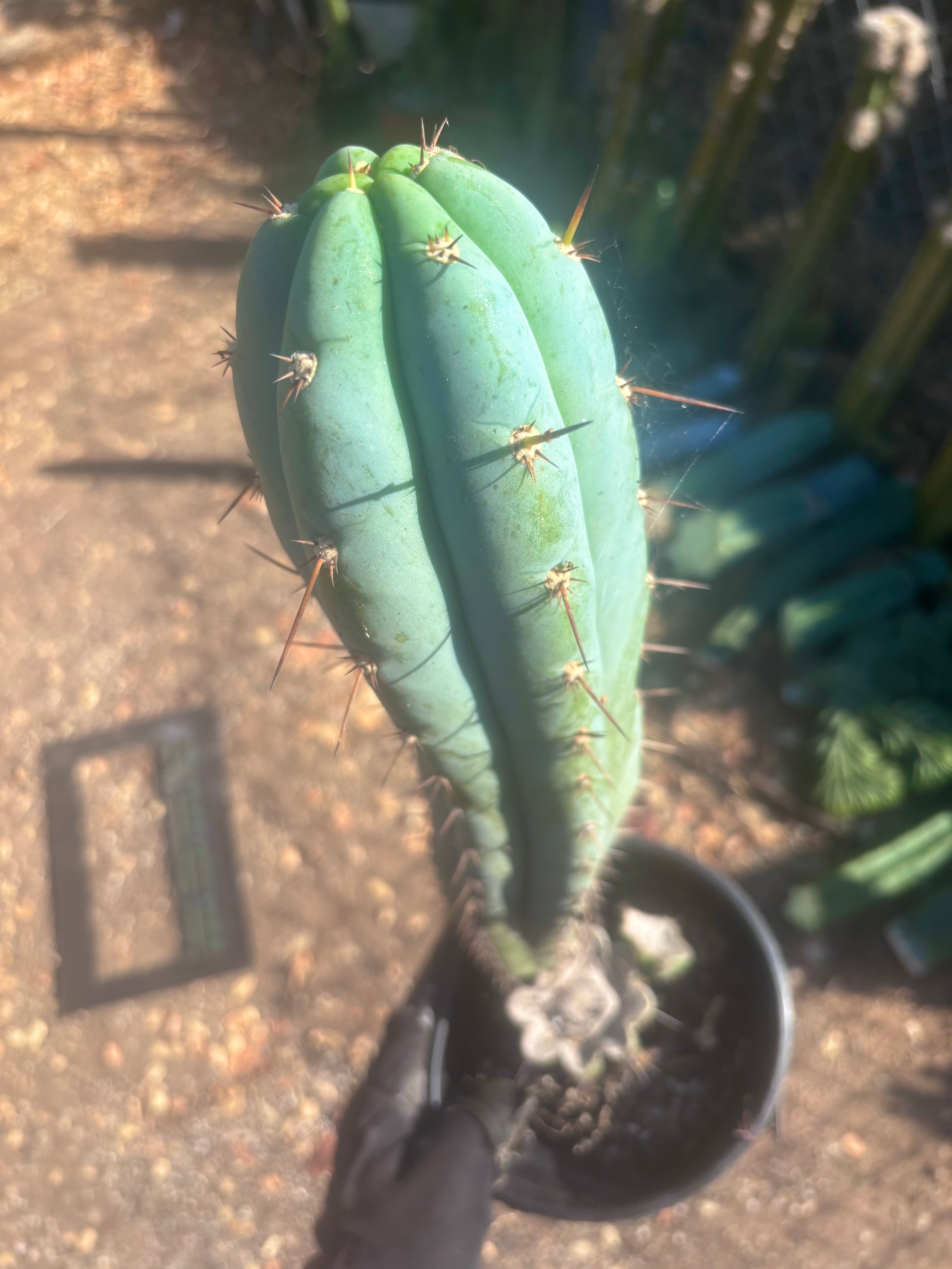 💎 Sharxx Blue x Rosei 2 — XL Rooted