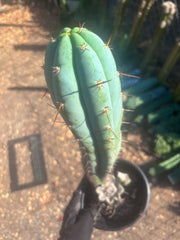 💎 Sharxx Blue x Rosei 2 — XL Rooted