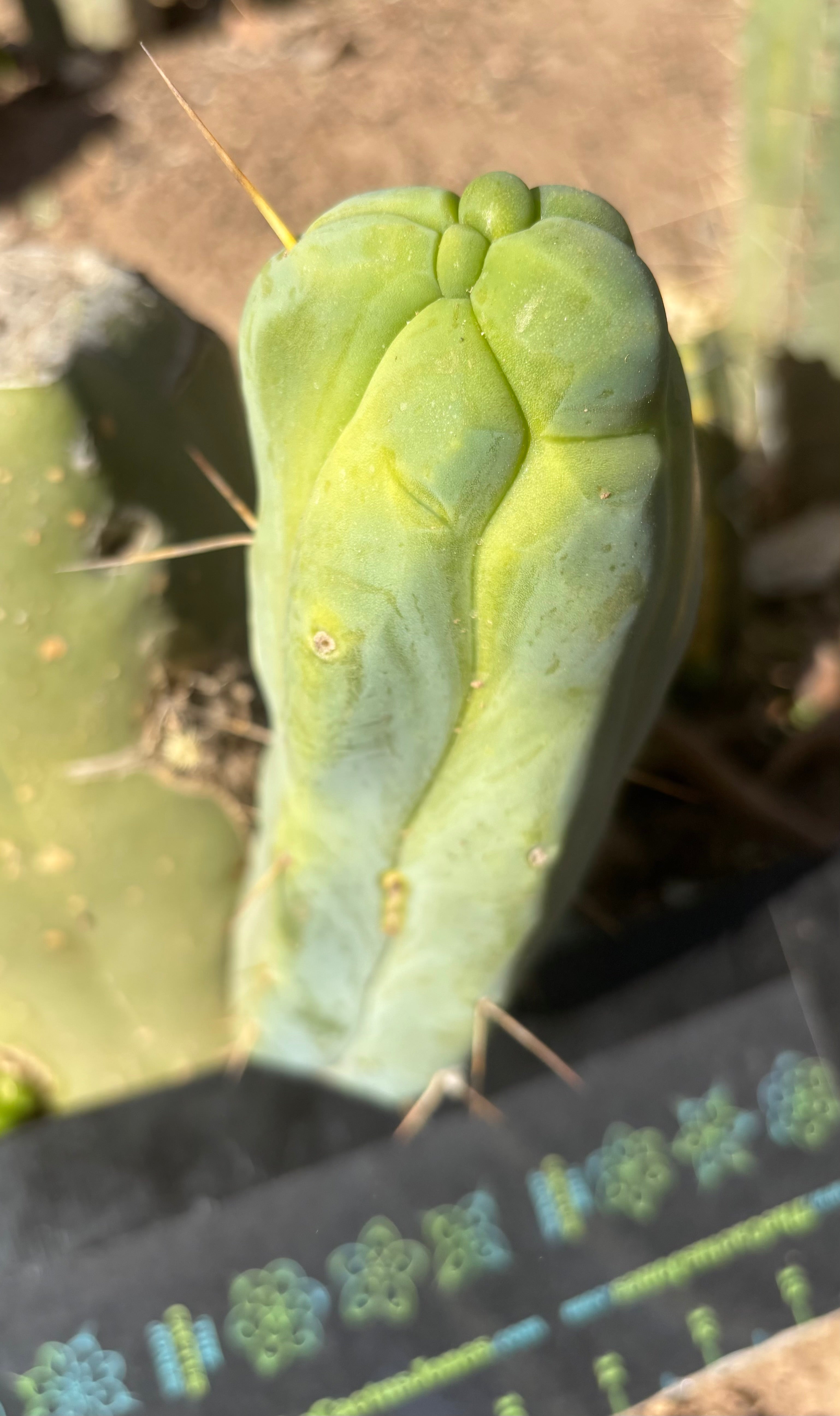 👑💎🌶️ Caballero — 7.5” Pup