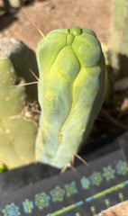 👑💎🌶️ Caballero — 7.5” Pup