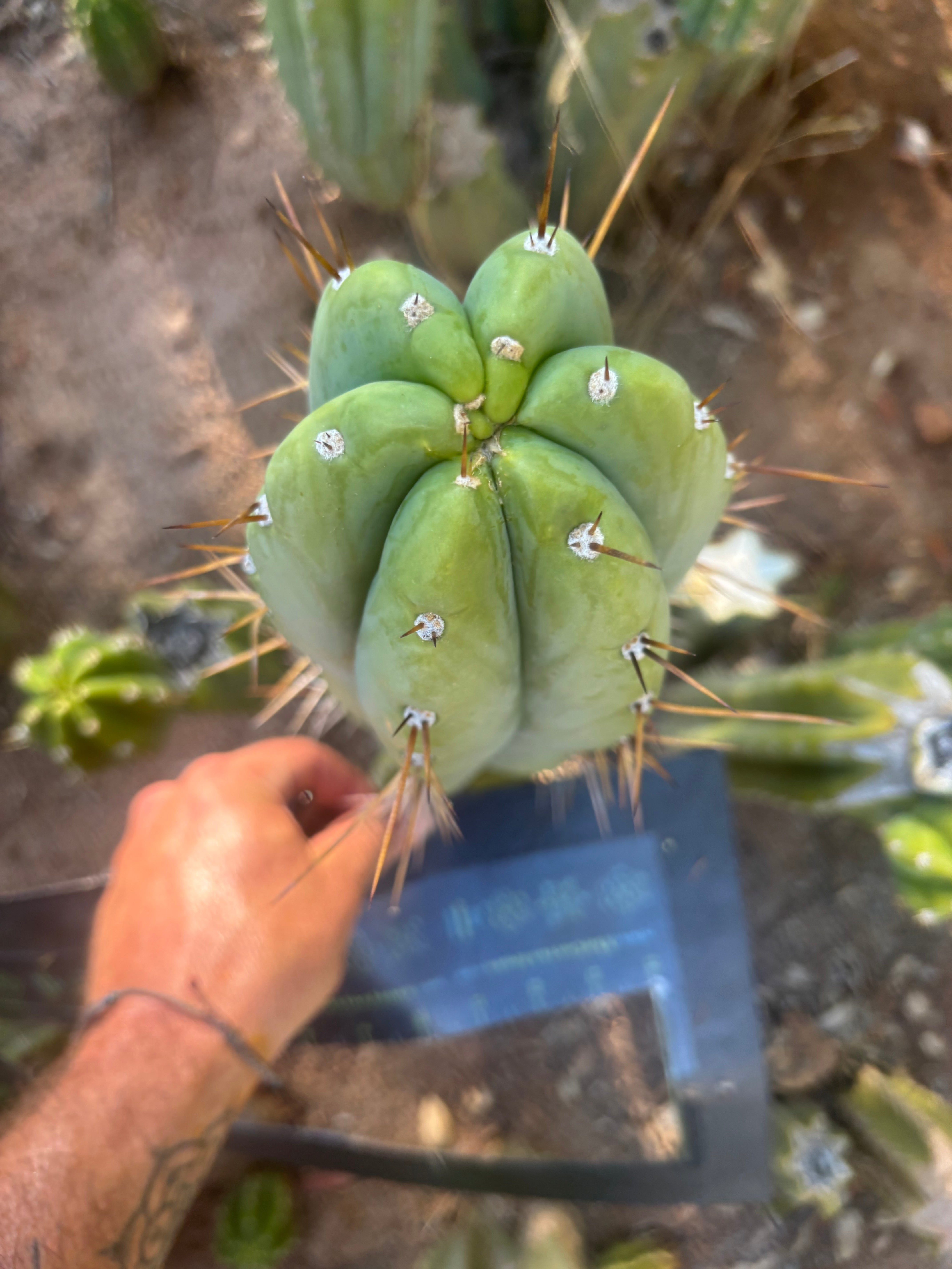 👑🌶️🌶️ Pala — FAT 10” Tip