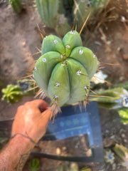 👑🌶️🌶️ Pala — FAT 10” Tip