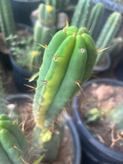 💎👑🌶️ MJC01  — 6” Vari Tip