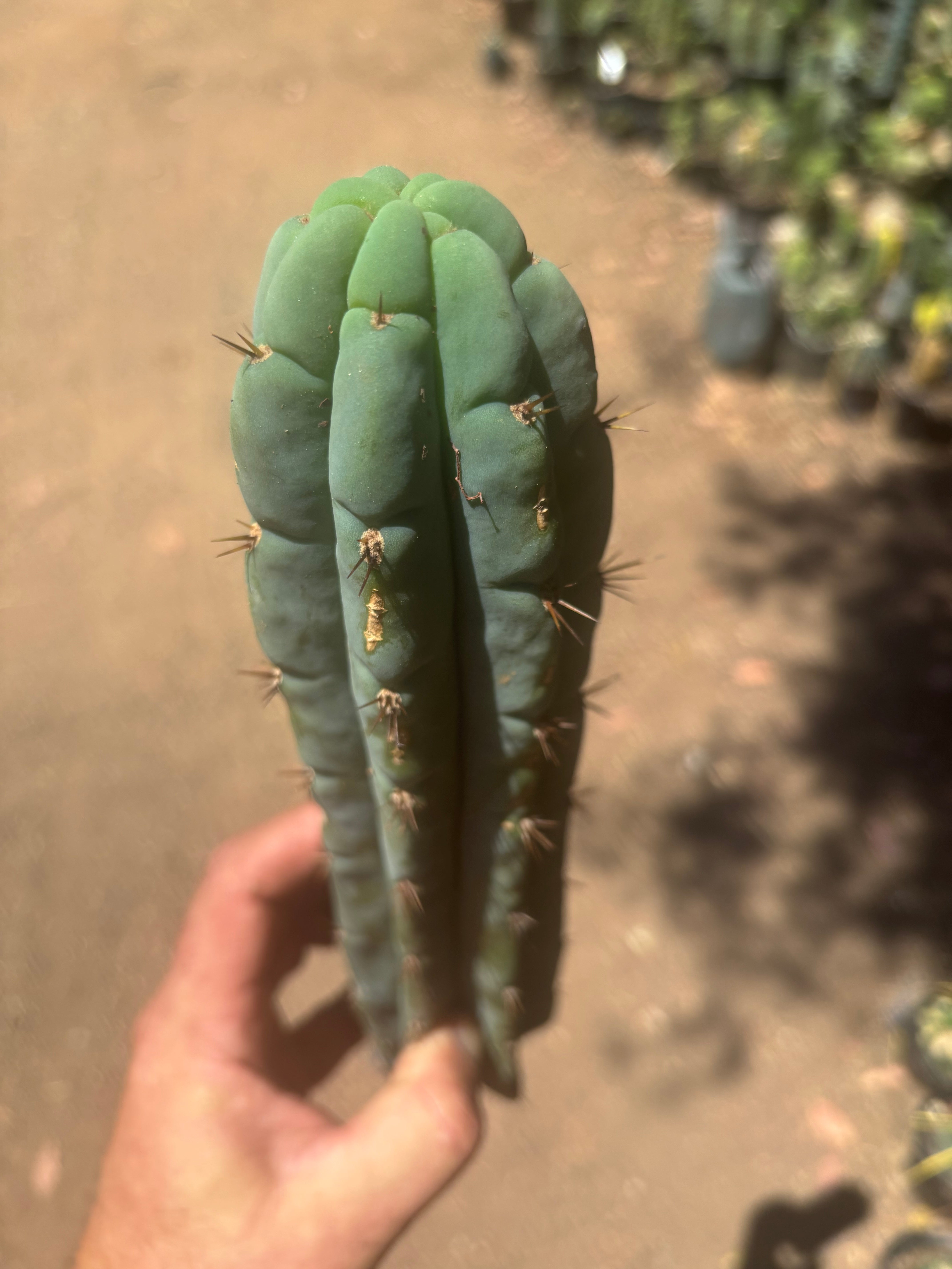 👑🌶️🌶️ Austy’s Bomb — 11.5”Tip