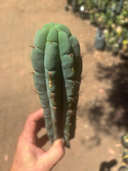 👑🌶️🌶️ Austy’s Bomb — 11.5”Tip