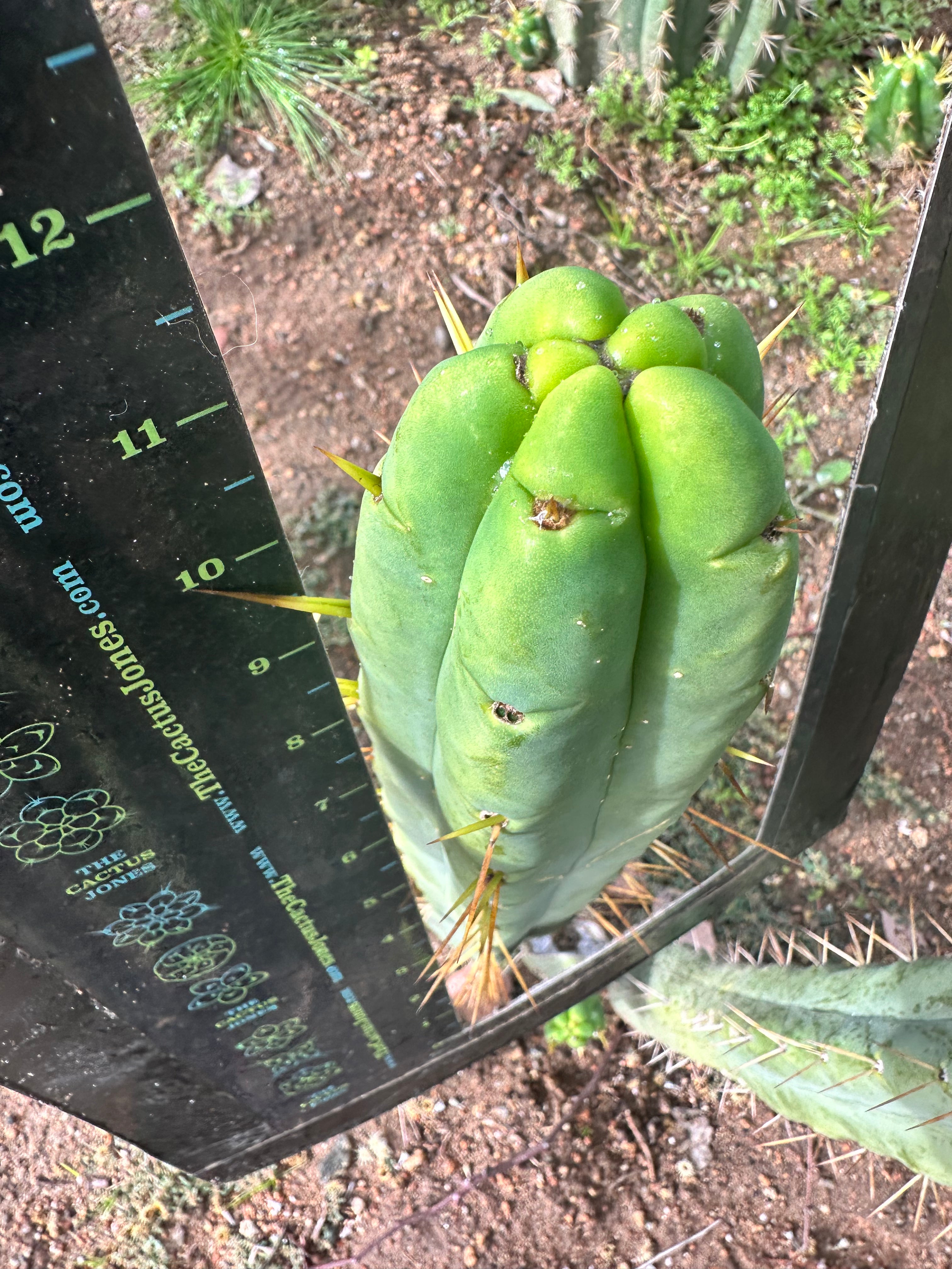 👑🌶️ Jiimz Twin Spine  — 12” Tips