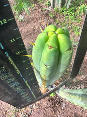 👑🌶️ Jiimz Twin Spine  — 12” Tips