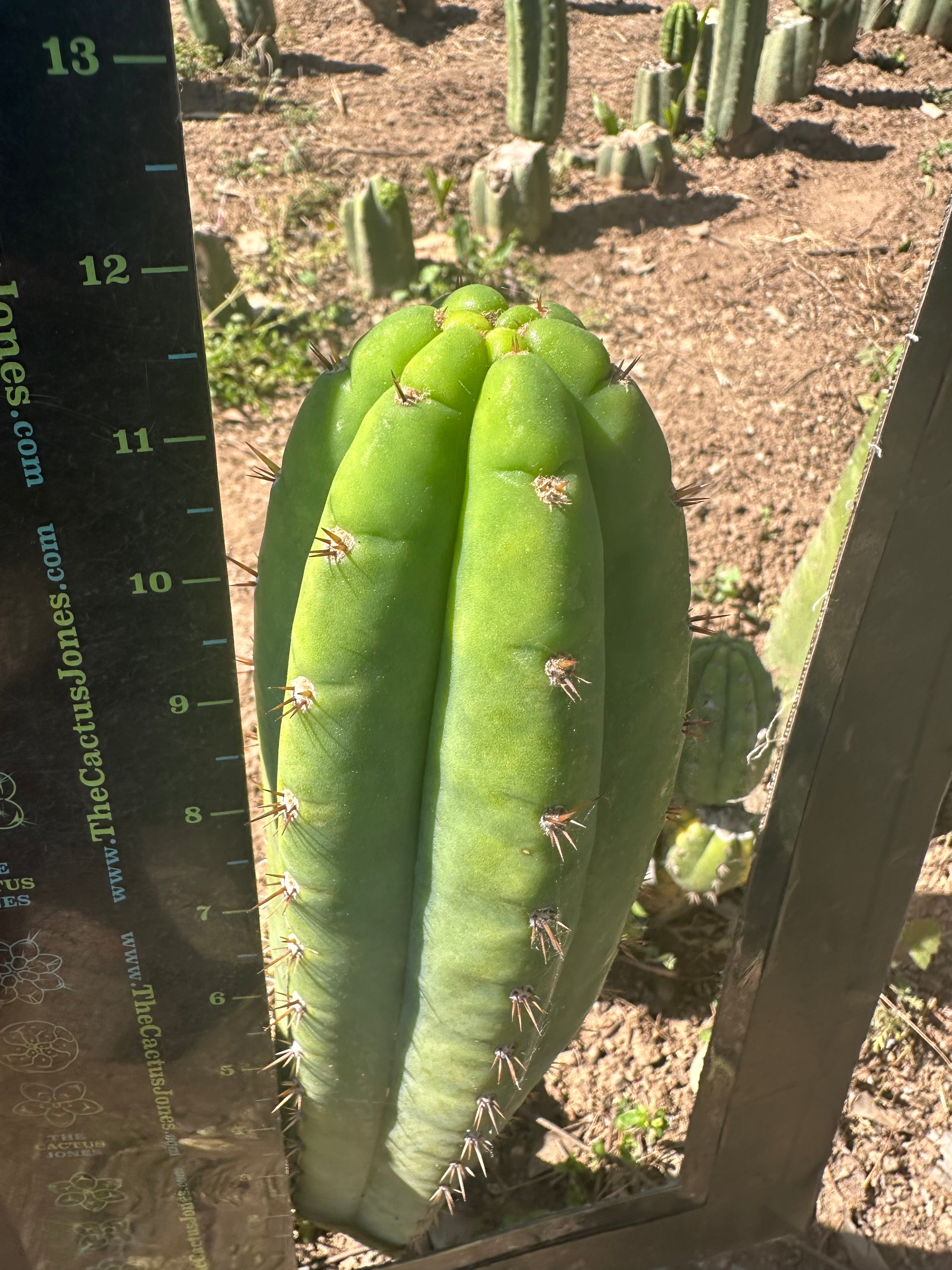 Unnamed Pachanoi — 12” Tips