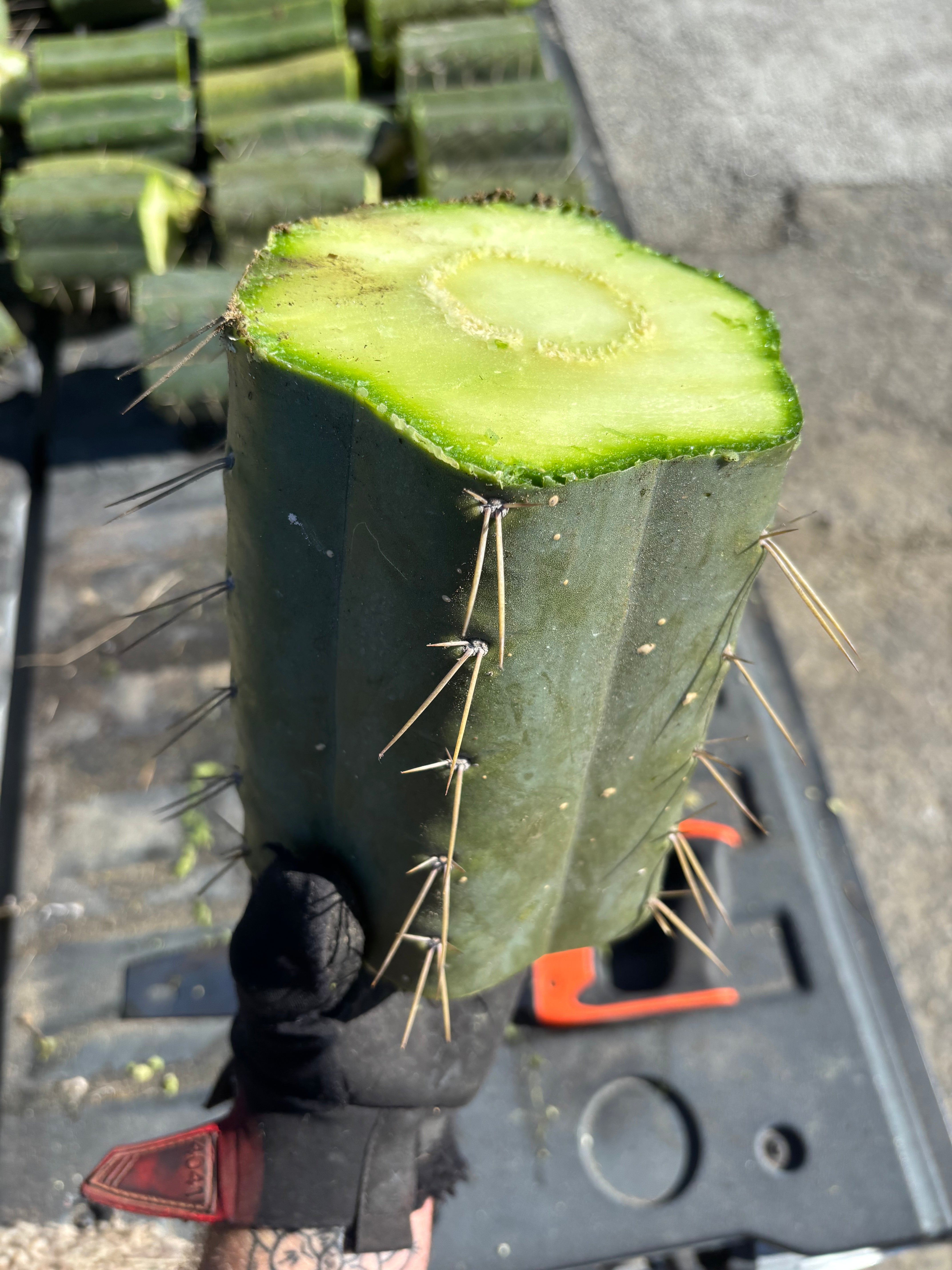 🌶️ SS02 x Yowie — MASSIVE 7” Mids