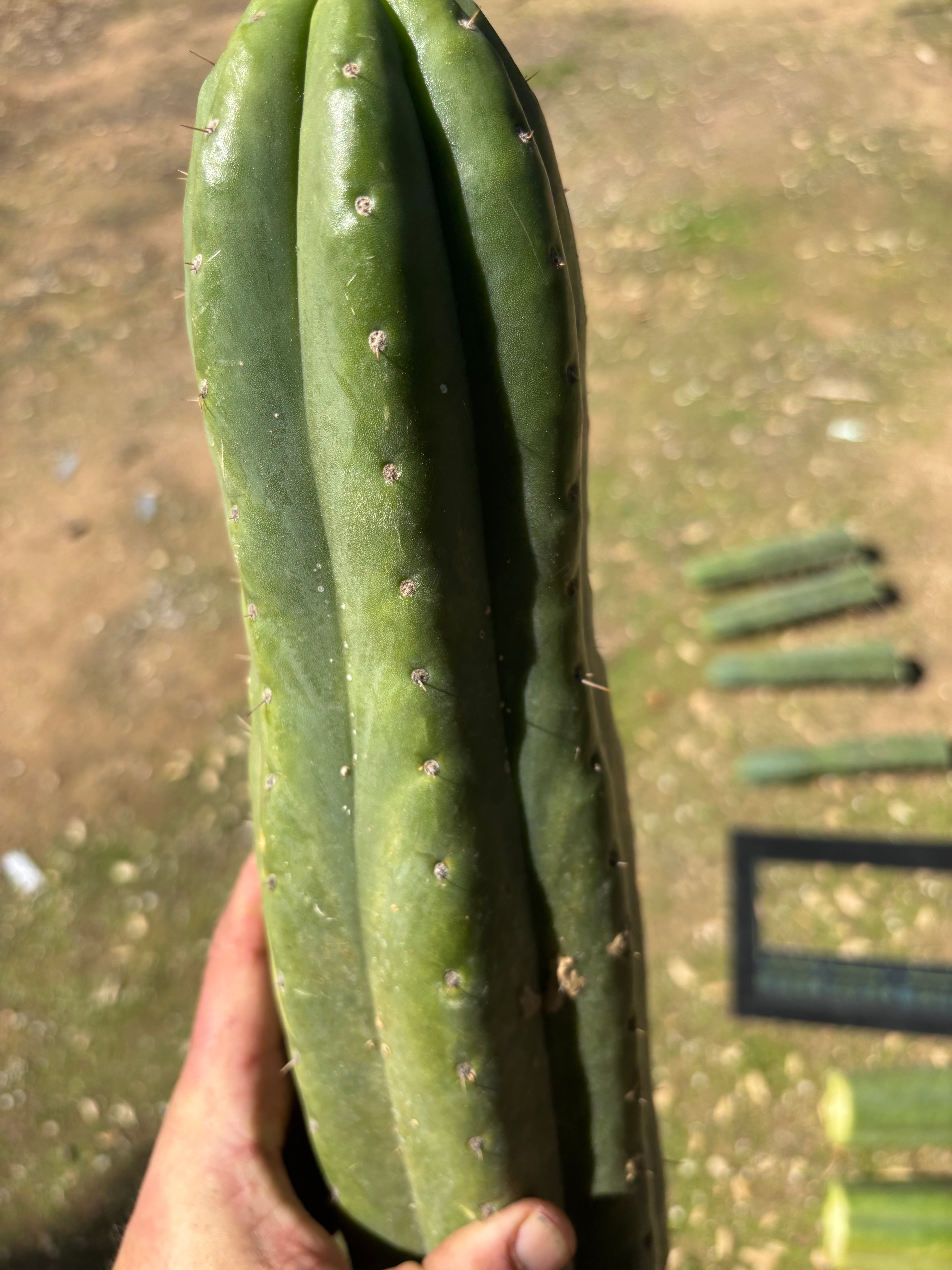 💎👑🌶️ Tom Juuls Giant  — XL 15” Tip