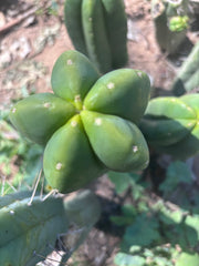 👑🌶️ Another Zulk Melon