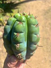 💎👑💎 Papa Smurf — Fat 8” Pup