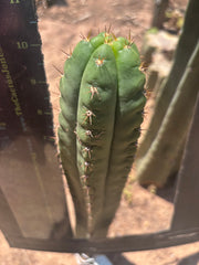 👑 WOH — 10” Tip