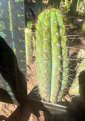 👑 Gawler — 9.5” Pup