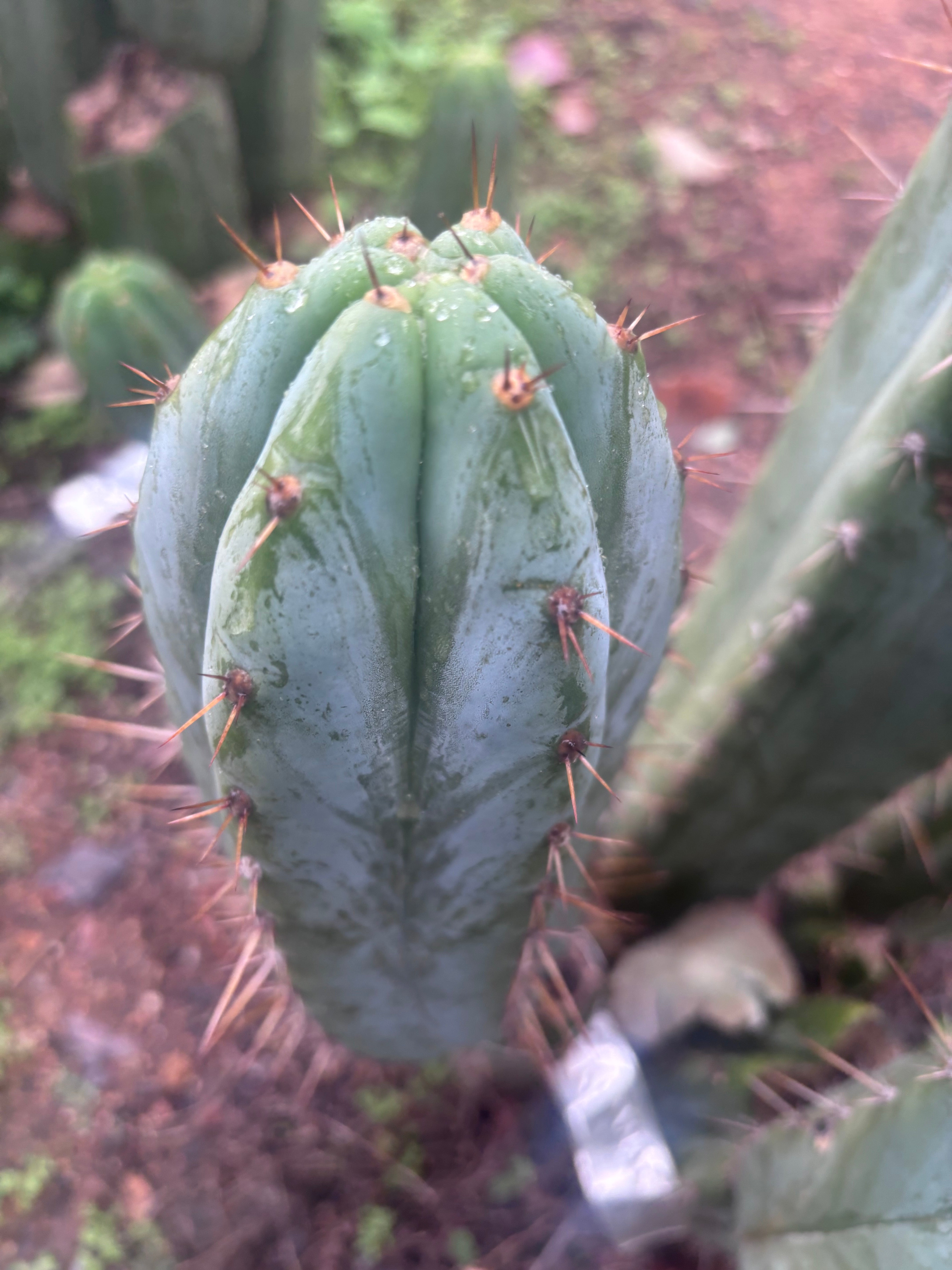👑🌶️ Kimnach — Beefy 10” Tip