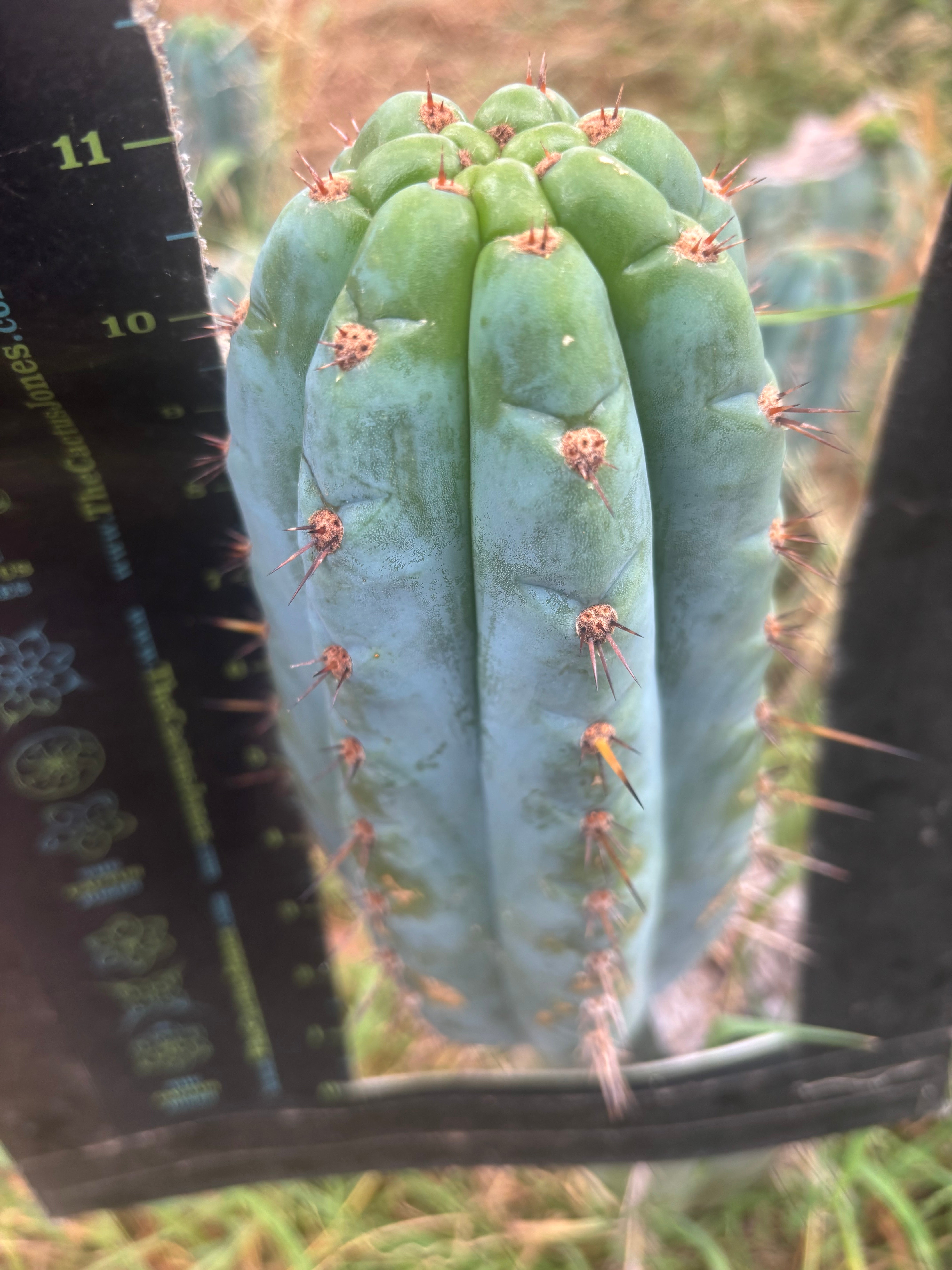 💎👑💎 Papa Smurf — XL Beefy 11” Pup