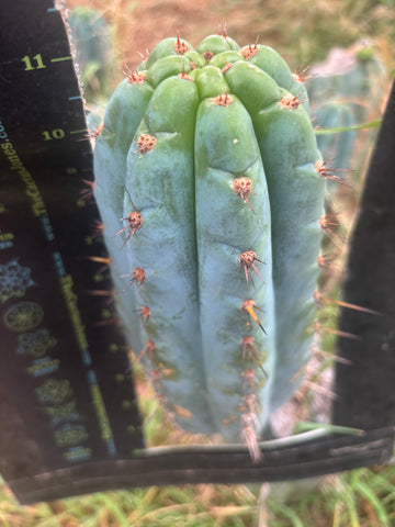 💎👑💎 Papa Smurf — XL Beefy 11” Pup