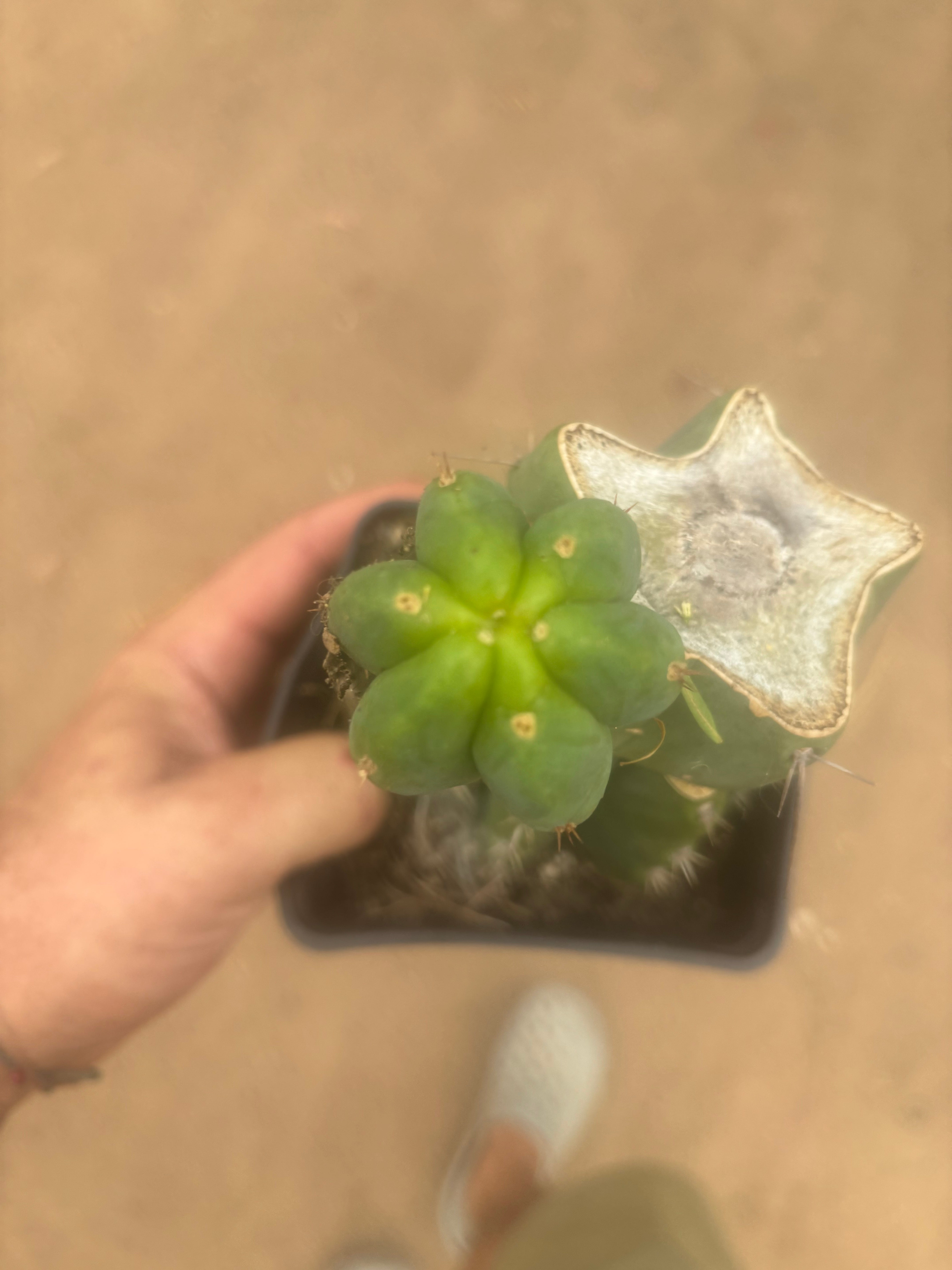 💎👑🌶️ Platform 9 3/4  — Established Puck Graft w/ Pup on Rooted PC