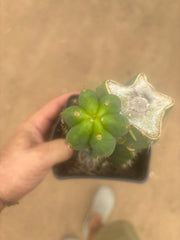 💎👑🌶️ Platform 9 3/4  — Established Puck Graft w/ Pup on Rooted PC