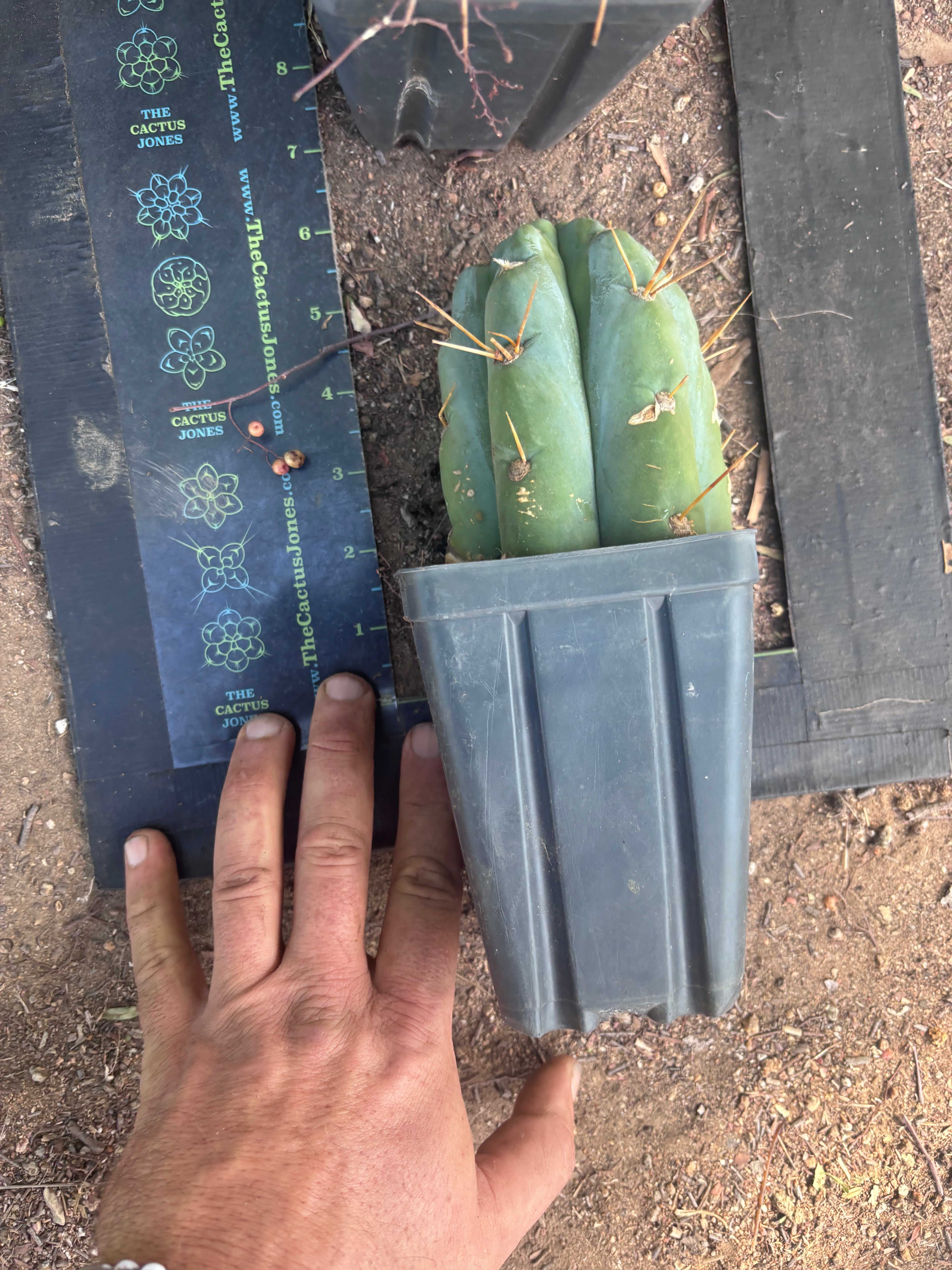 👑🌶️  Jiimz Strong Spine — Rooted Tips (Restocked)