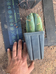 👑🌶️  Jiimz Strong Spine — Rooted Tips (Restocked)