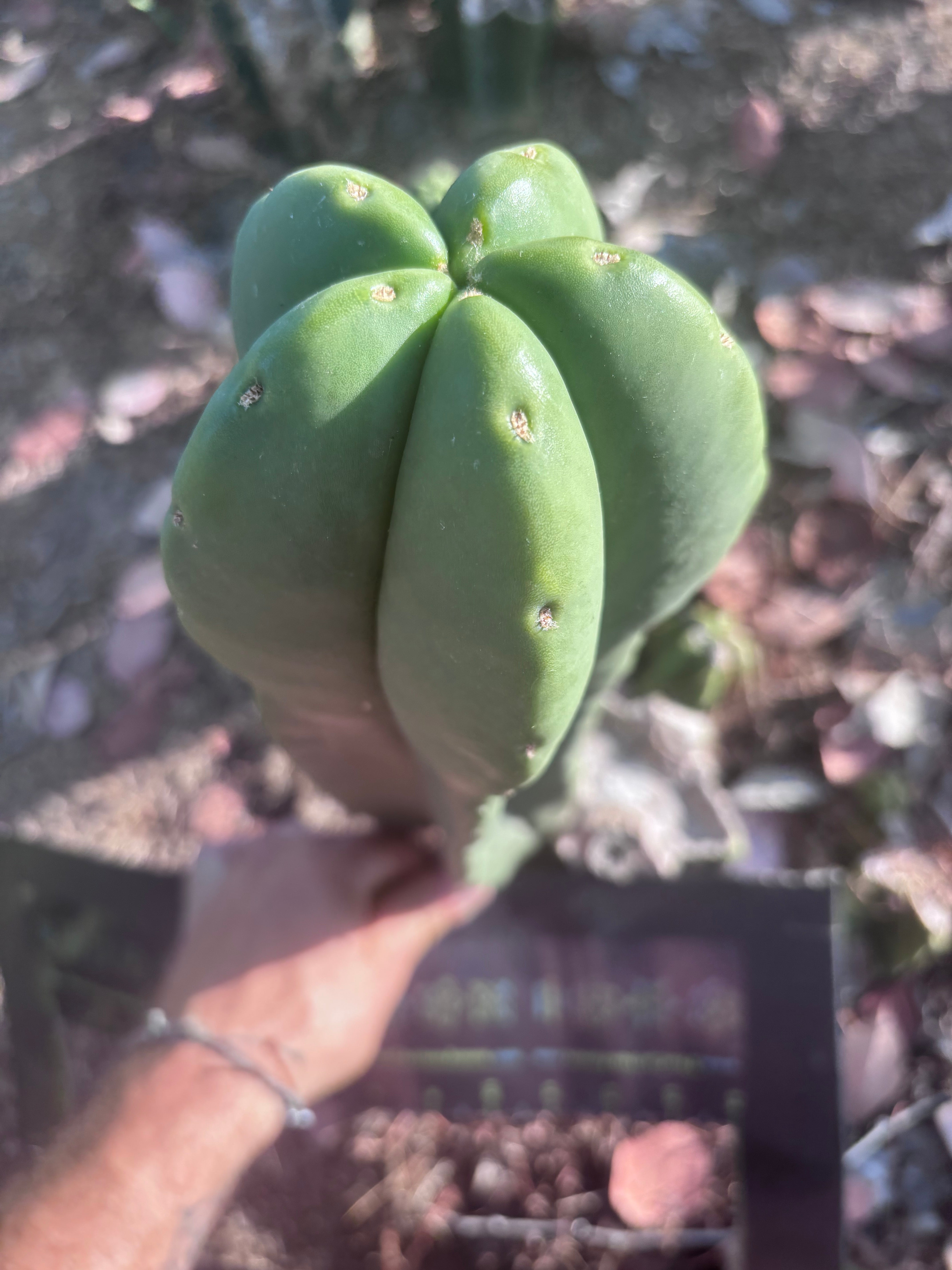 👑🌶️ Zulk — XL FAT 13” Pup
