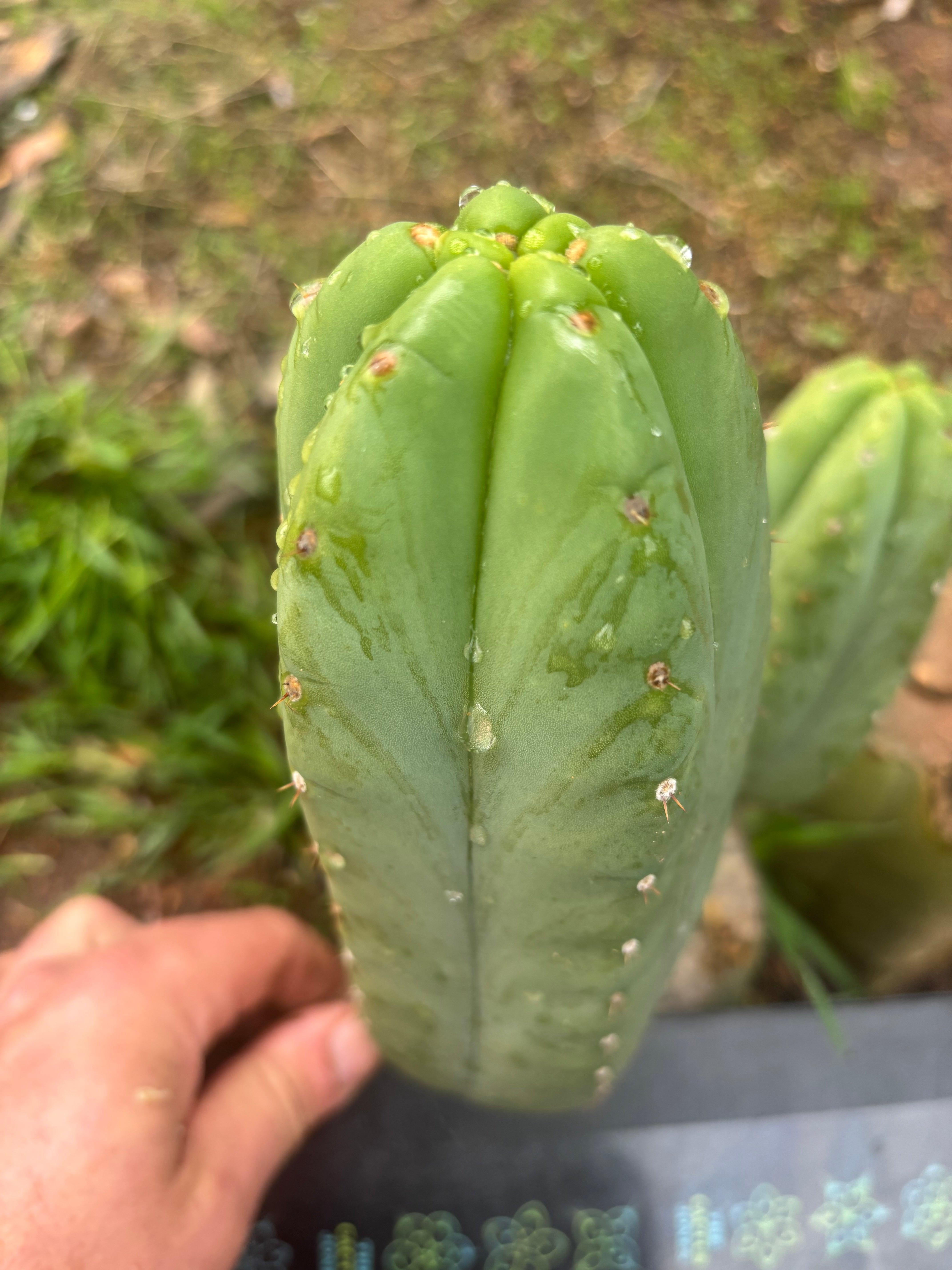 👑🌶️ Yogi — 8” Pup