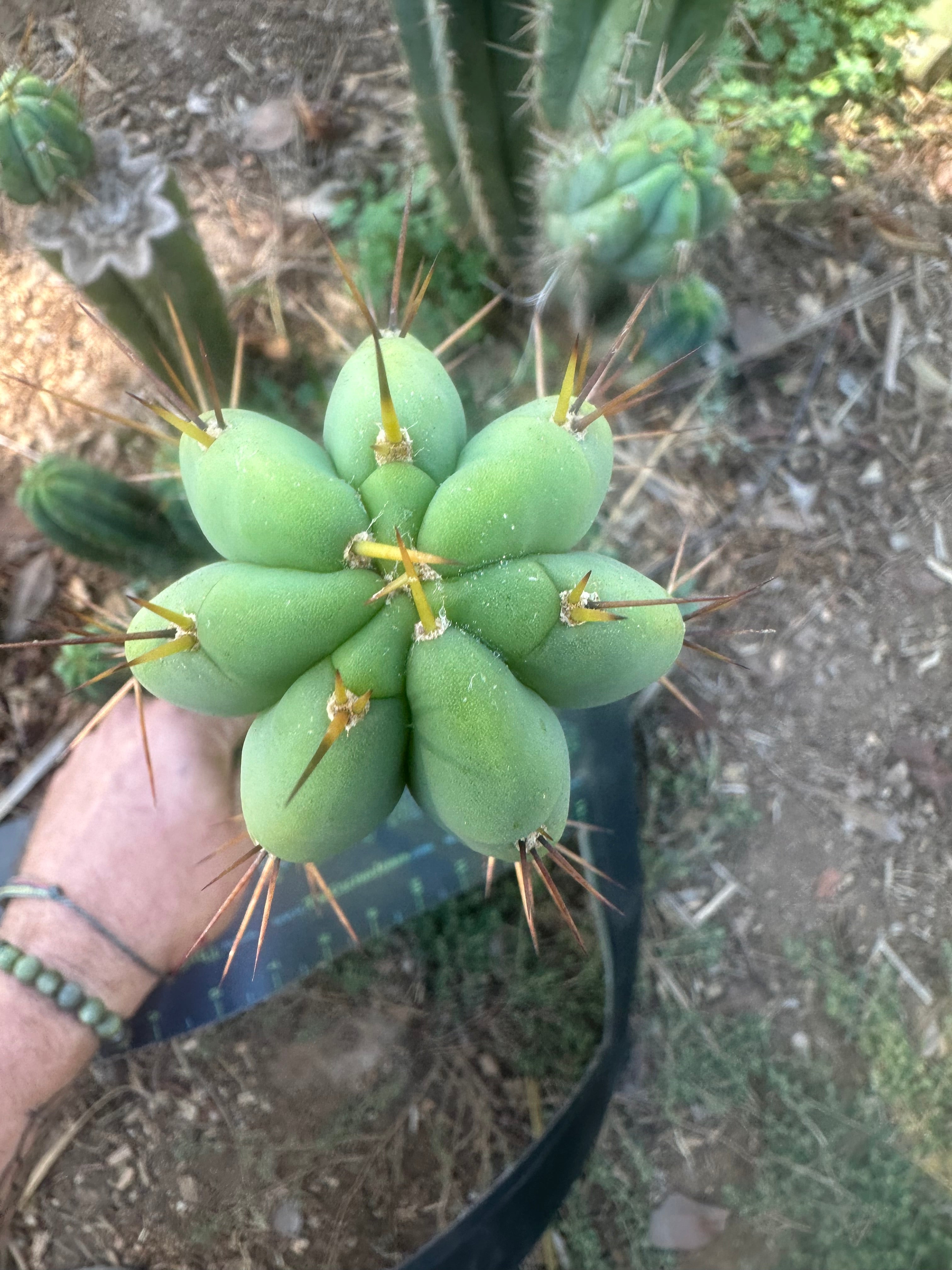 👑🌶️ CA1 Sherman — XL 12” Tip
