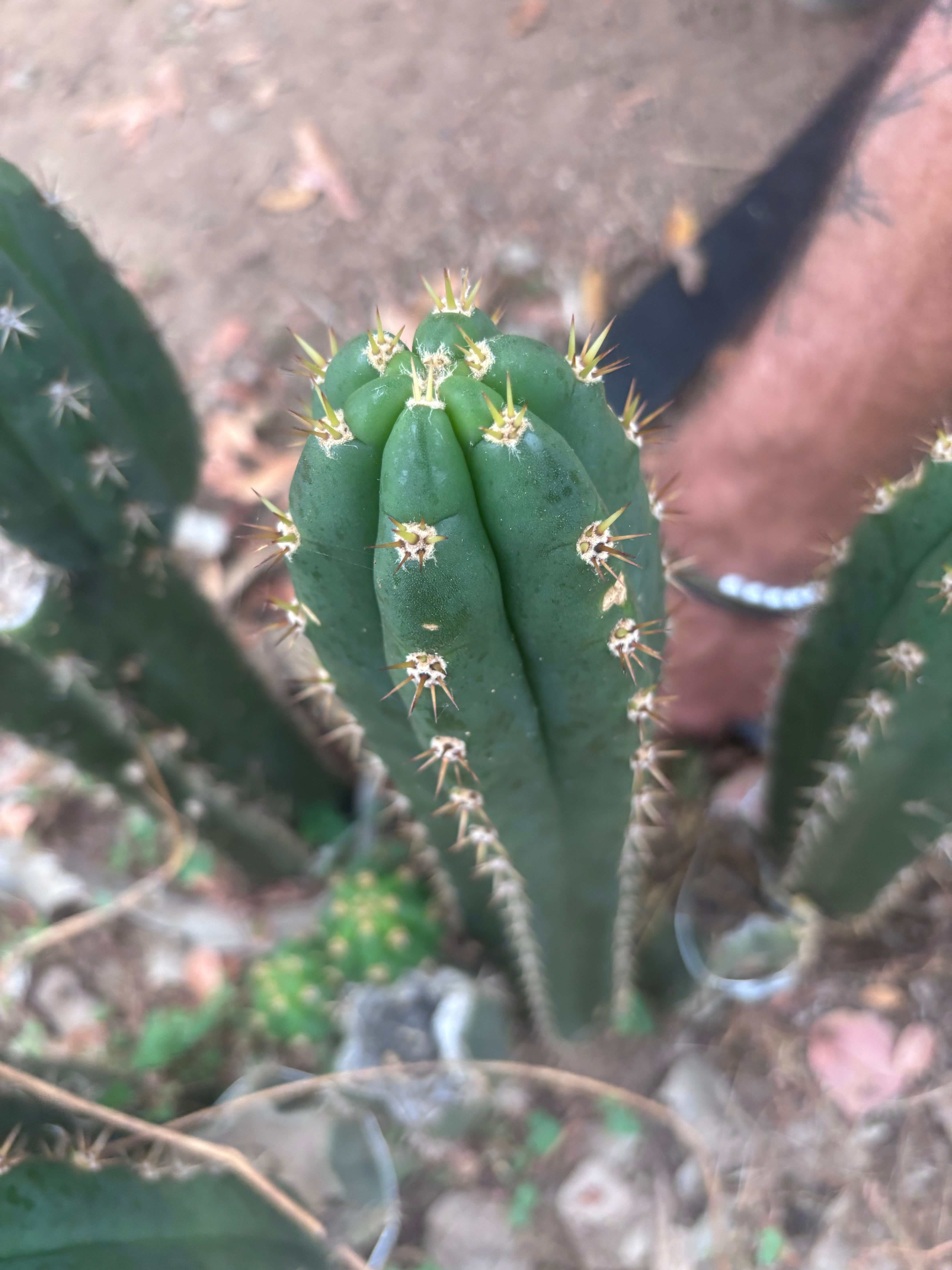 👑🌶️ Huancabamba— 13” Tip