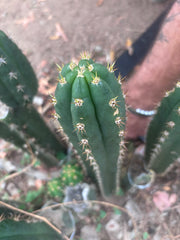 👑🌶️ Huancabamba— 13” Tip
