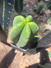 💎👑🌶️ Ferah — 9” Tip