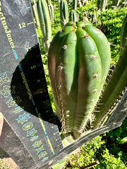 *👑🌶️ Torres & Torres — 12” Tips (Restocked — 4)