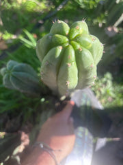 👑🌶️ Blue Ecuador — XL 14” Tip