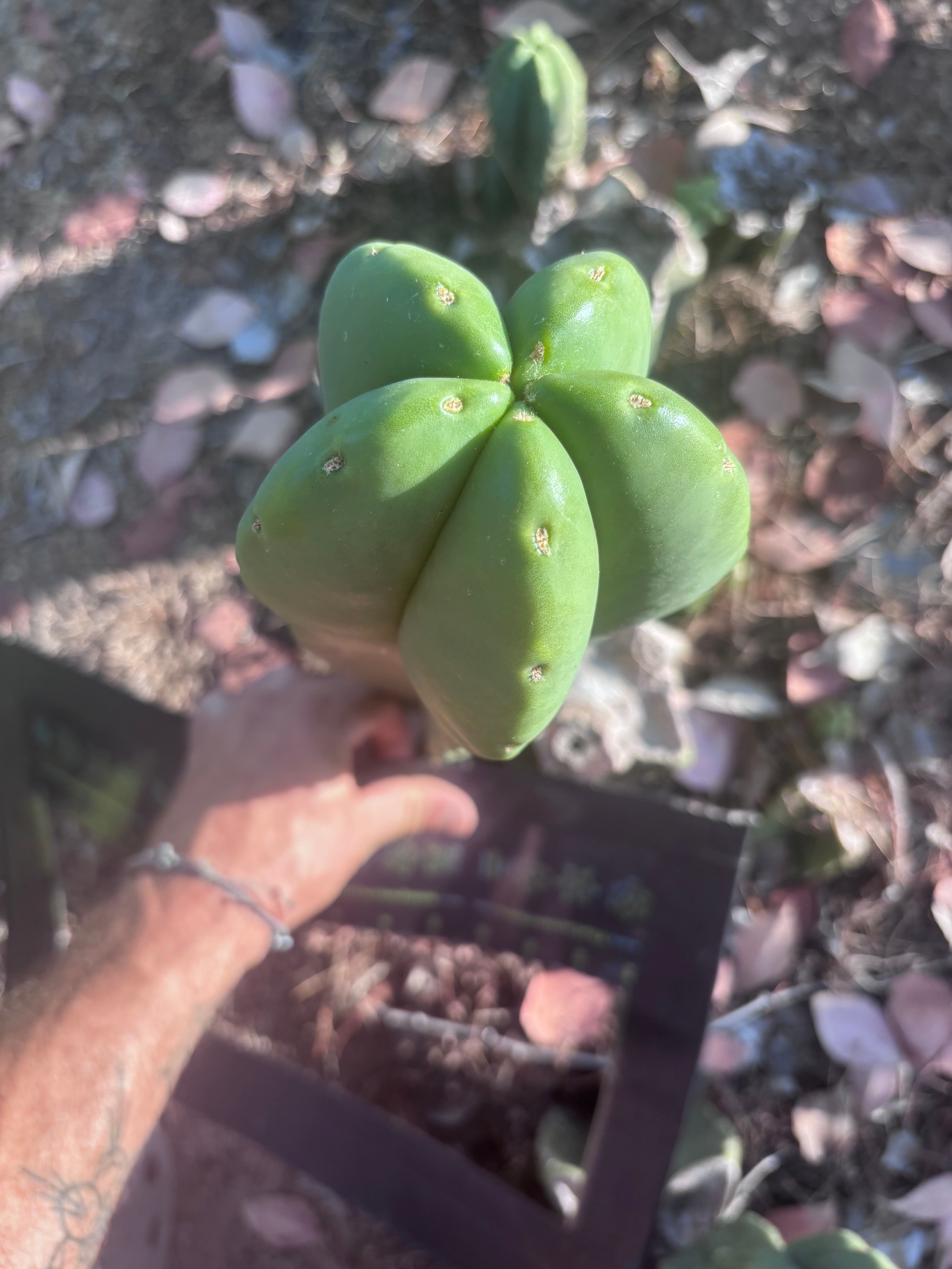 👑🌶️ Zulk — XL FAT 13” Pup