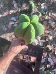 👑🌶️ Zulk — XL FAT 13” Pup