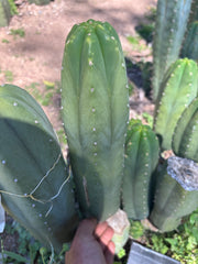 👑🌶️ DaFuq —  XL 14” Pup