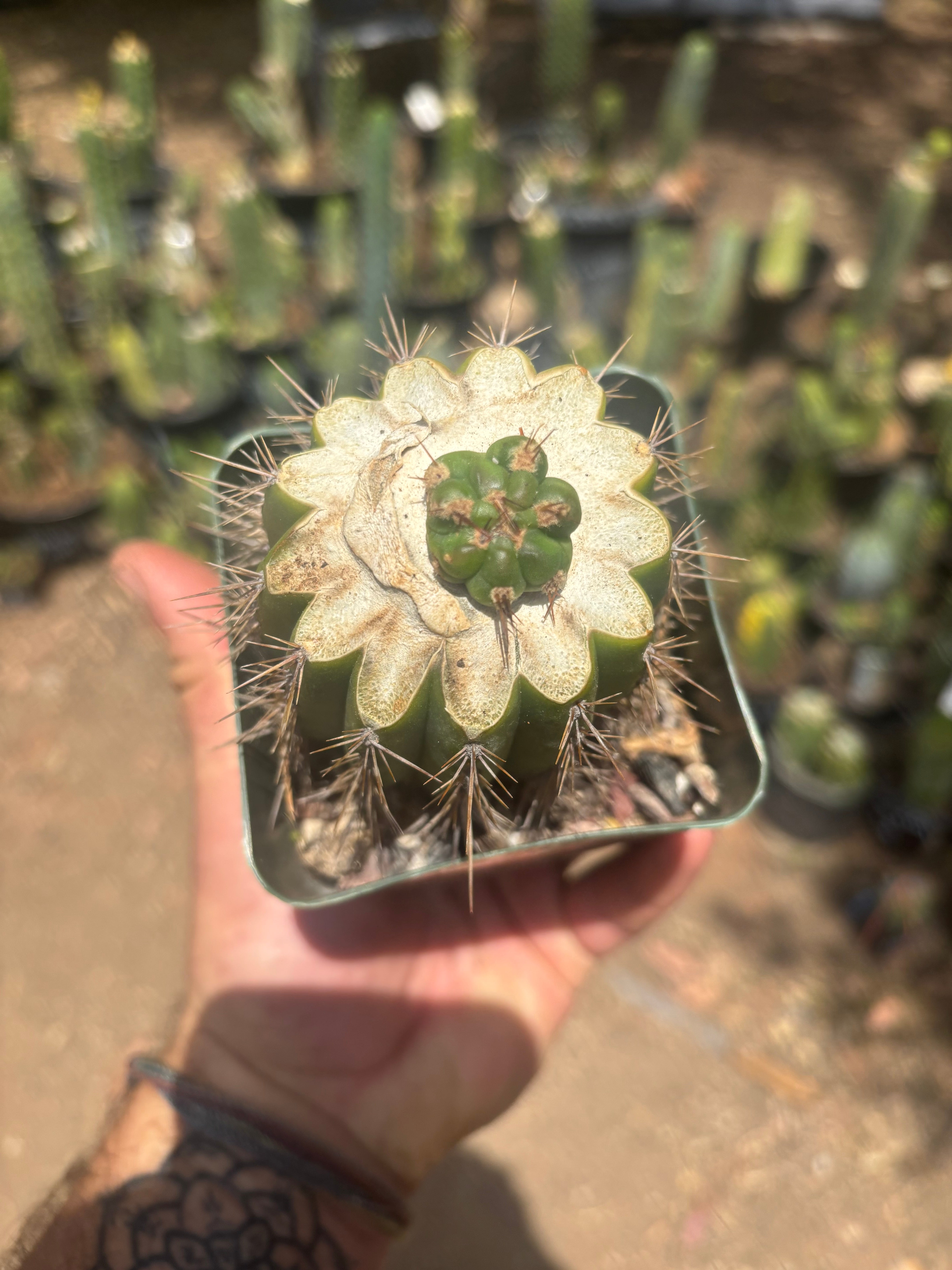 💎👑💎 Tulhuay — Rare Magenta Flower — Pup Graft
