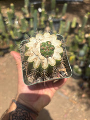 💎👑💎 Tulhuay — Rare Magenta Flower — Pup Graft