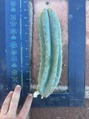 👑🌶️ Yowie — 10” Pup