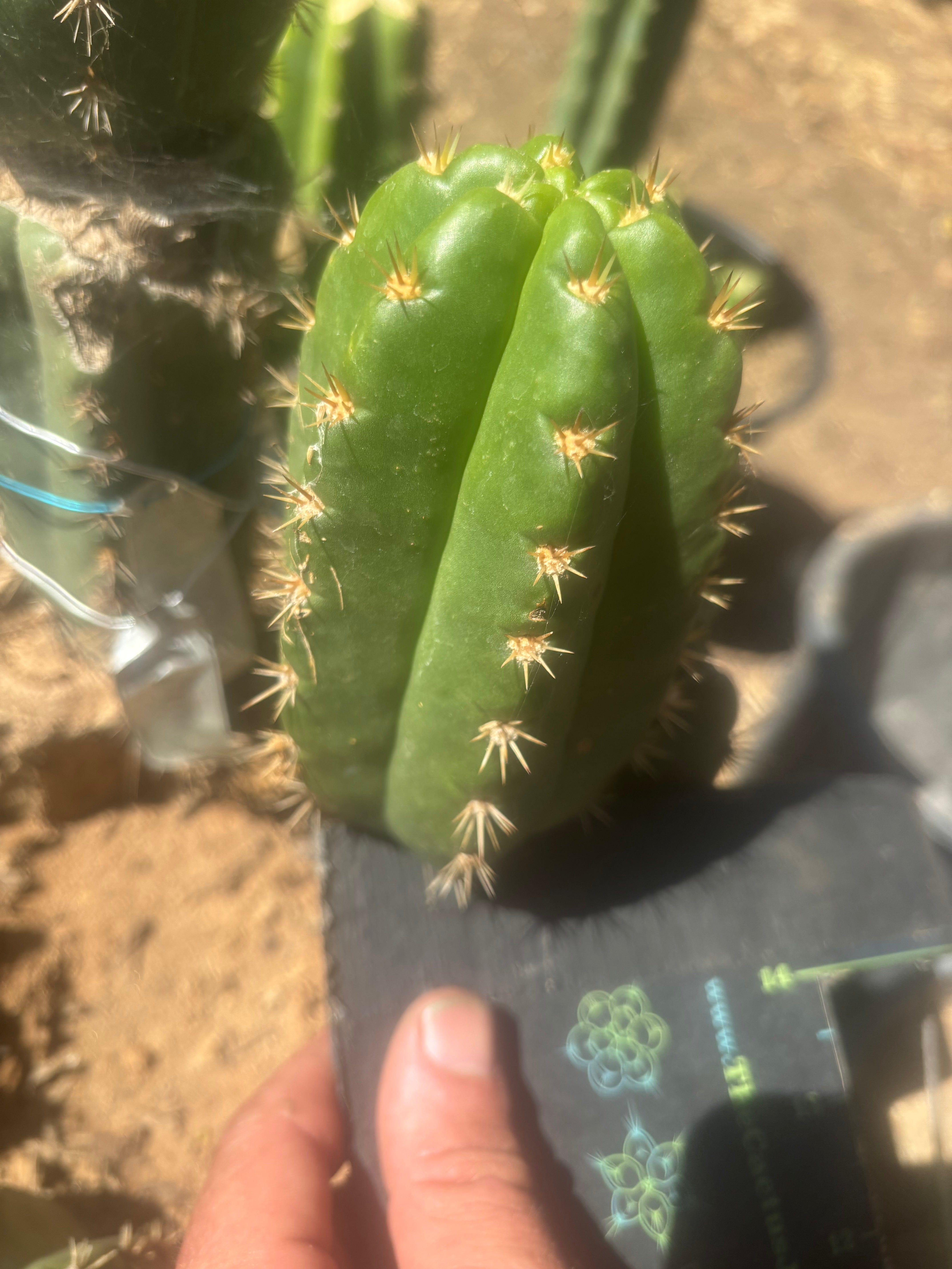 💎👑💎🌶️ CareBear — 5” Grenade