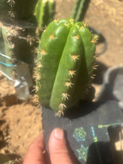 💎👑💎🌶️ CareBear — 5” Grenade